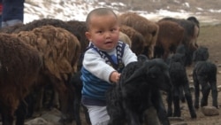 Shepherding In A New Life In Kyrgyzstan