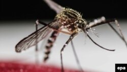 Ілюстративне фото 