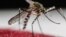 «Զիկա» վարակը տարածող Aedes Aegypti մոծակը