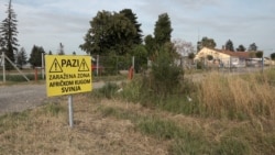 'Od toga živim': Stočari u Srbiji u strahu zbog afričke kuga svinja