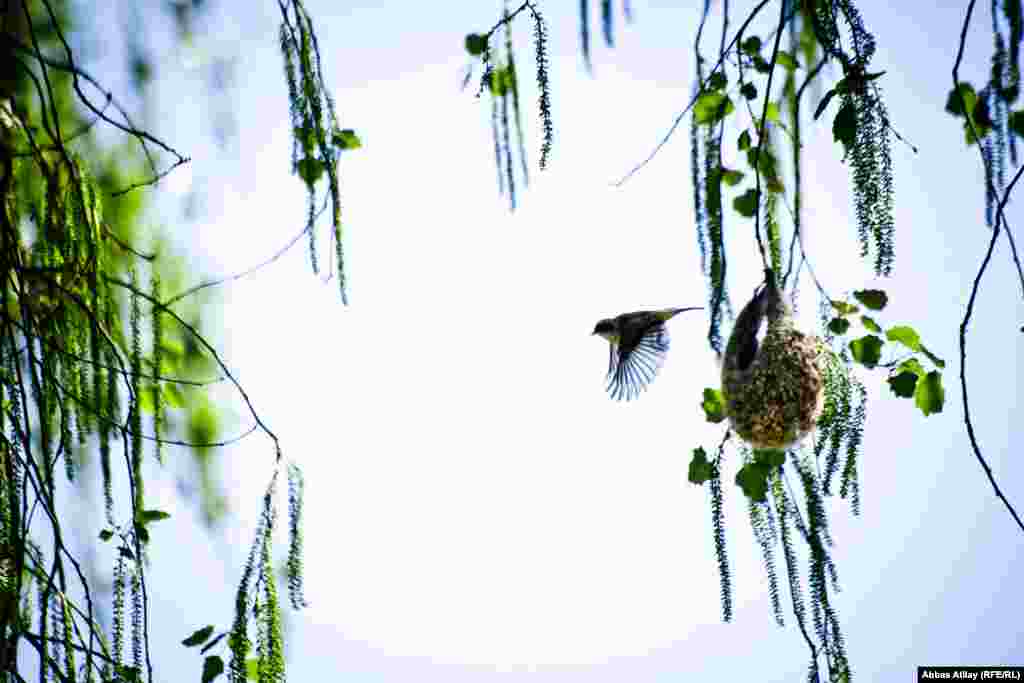 İmişli rayonunda &ccedil;əkilmiş maraqlı kadr. Sər&ccedil;ə balalarını yemləmək &uuml;&ccedil;&uuml;n yuvan u&ccedil;ur.&nbsp;