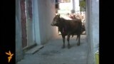 Stray Bull Attacks Traffic Cop In Romanian Town