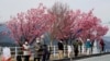 Fukusima prefektúra, Japán. Arcmaszkos emberek várják az olimpiai láng érkezését a virágzó cseresznyefák alatt 2021. március 25-én.
