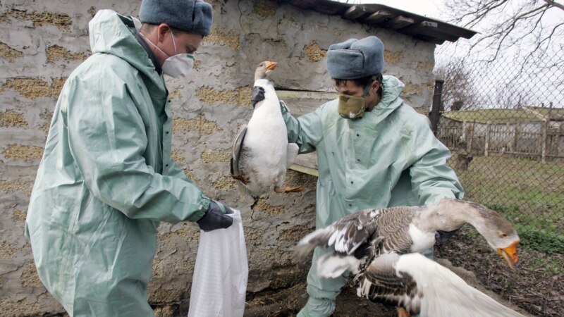 În Franța, rațele vor fi sacrificate  pentru a preveni răspândirea unei forme de gripă aviară