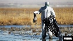 «سرعت بالای انتشار این بیماری در میان طیور، تلفات و خسارت جبران‌ناپذیری را به دنبال داشته‌است.»