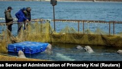 The facility where nearly 100 whales are being held in cages in a bay near the Russian port of Nakhodka (file photo)