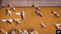 Definiția mierii (UE): „Mierea este o substanță naturală dulce produsă de albinele Apis mellifera din nectarul plantelor sau din secrețiile produse de părțile vii ale plantelor sau excrețiile insectelor fitofage care se găsesc pe plante. Albinele le adună și transformă, combinându-le cu produse specifice proprii, le depun, deshidratează, depozitează și le lasă în faguri pentru a se macera și a se maturiza.”