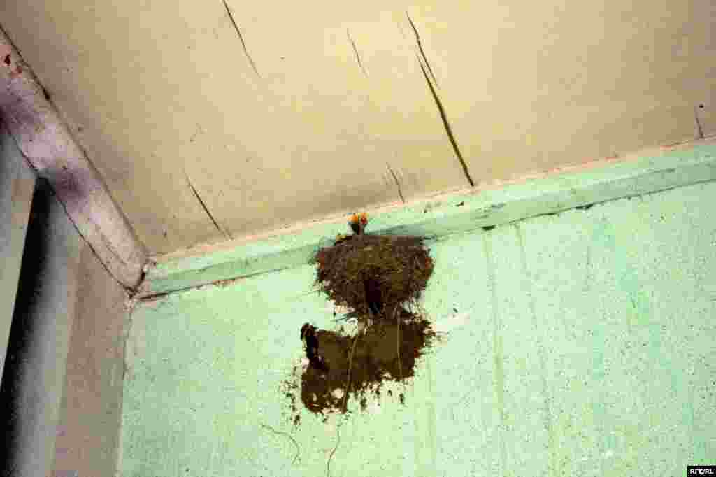 Saatlı rayonunda mədəniyyət evi #5