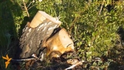 Вырубленные деревья в Карагандинской области