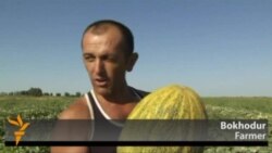 Uzbek Farmers Harvest Their Famous Melons