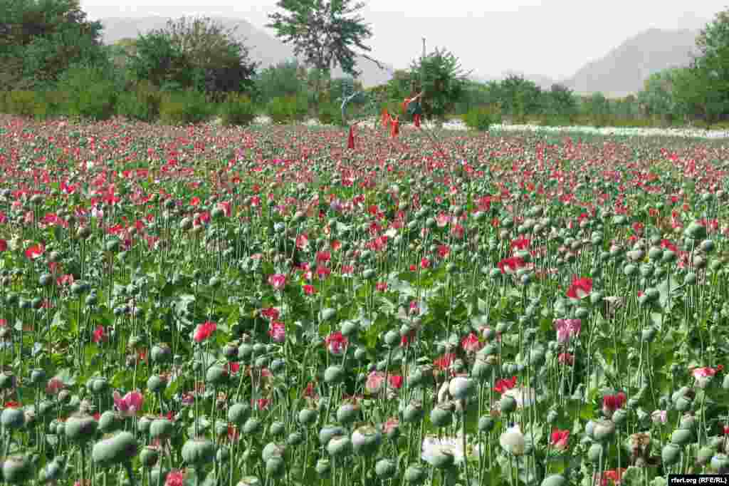 Qəndəhar vilayəti