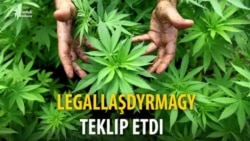 Gyrgyz resmisi: "Syýahatçylyk üçin" marihuana legallaşdyrylmaly