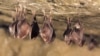 Група маленьких сплячих підковоподібних кажанів, покритих крилами, висить вниз головою на вершині холодної природної скельної печери під час зимової сплячки.