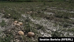Një bujk nga Rahoveci mbolli rreth gjysmë hektari me pjepër, por rreshjet e shiut ja shkatërruan të gjithë prodhimin. 