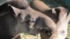 Во время карантина алматинский зоопарк организовывал в Сети онлайн-экскурсии. Любимцами многих виртуальных посетителей стали тапиры.