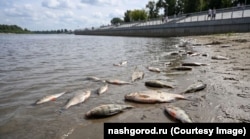 Паводок в Тюмени, в реке Тура погибла рыба, июль 2026 года