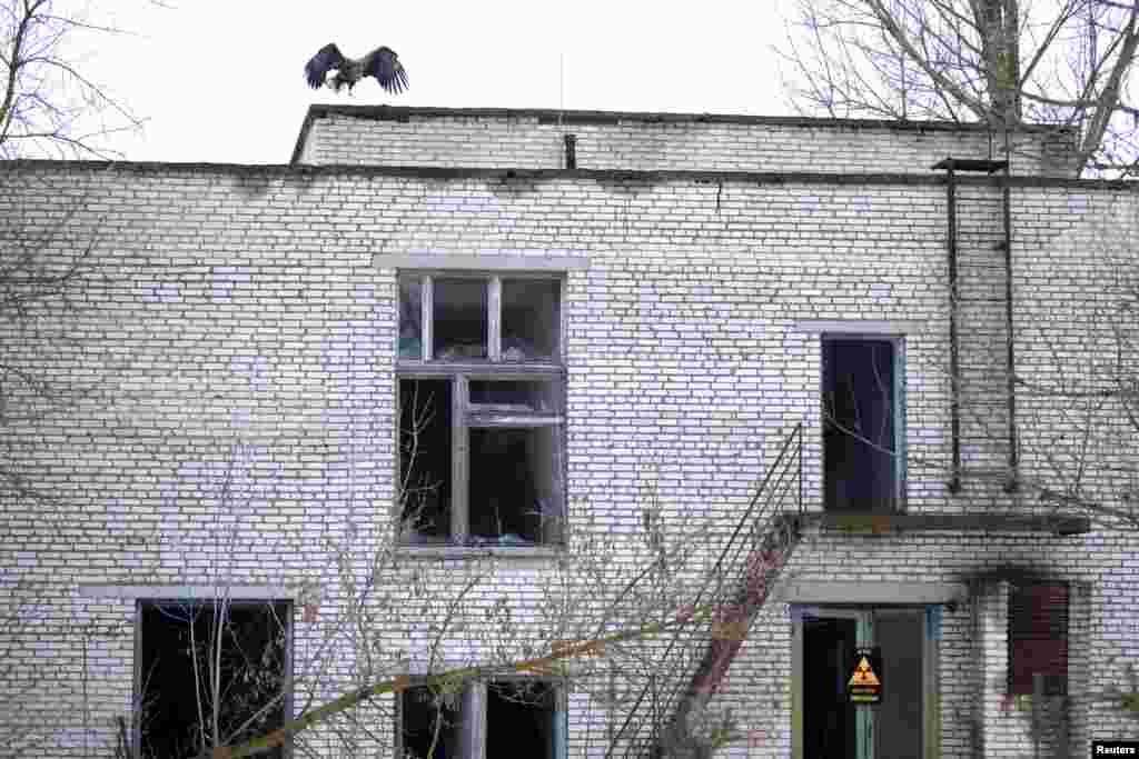 A white-tailed eagle on the roof of an abandoned school in Tulgovichi, Belarus