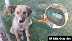 Графичка илустрација - Куче со чип на уво од Косово