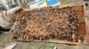 Чим українське бджільництво відрізняється від американського: розповідь українського пасічника з Пенсильванії