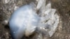 Основна причина нашестя медуз – це солоність Азовського моря, кажуть учені