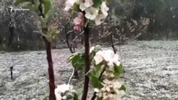 После апрельских заморозков крымчане могут остаться без фруктов и ягод (видео)
