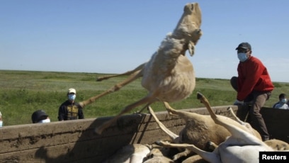 Костя Воронин Вераның анасын трахает (порно) Сергалдардың жыныстық қатынасы