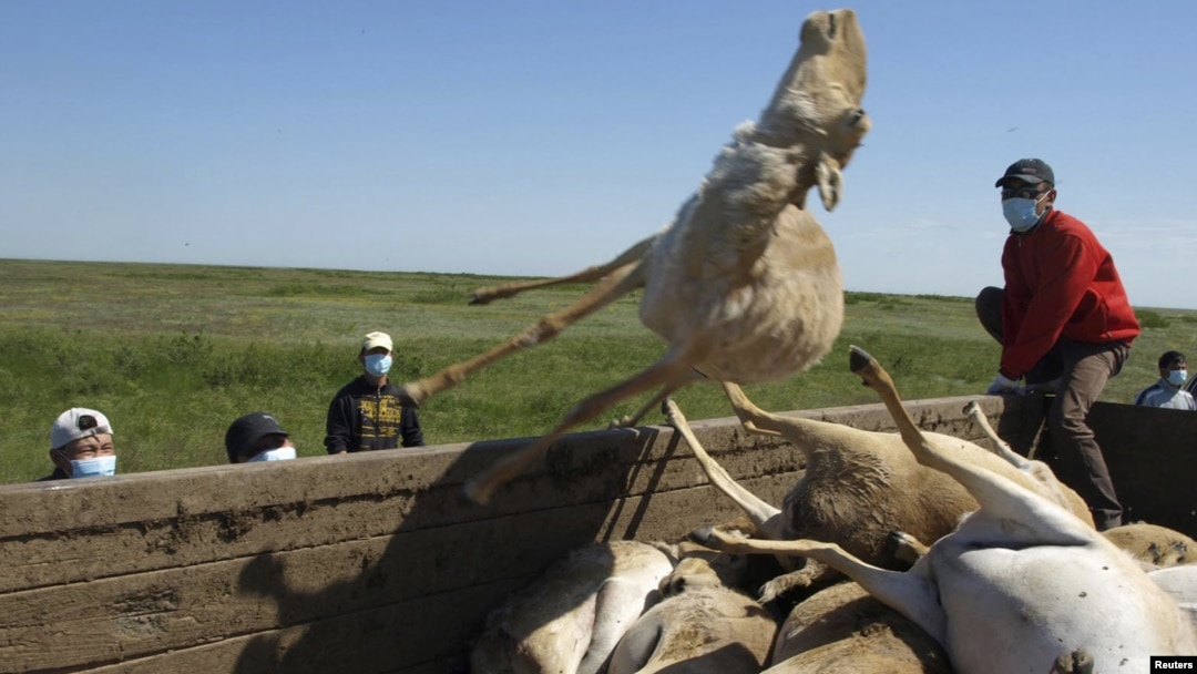 Men load a trailer with the carcasses of dead saiga antelopes in Kazakhstan on May 22, 2010.