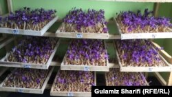 آرشیف، زعفران افغانستان