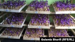 آرشیف پیاز زعفران افغانستان