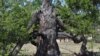 Приангарье: знаменитому дереву на байкальском острове – 777 лет!