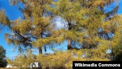 Канаданың Монреаль қаласындағы ботаника бағында өсіп тұрған балқарағай