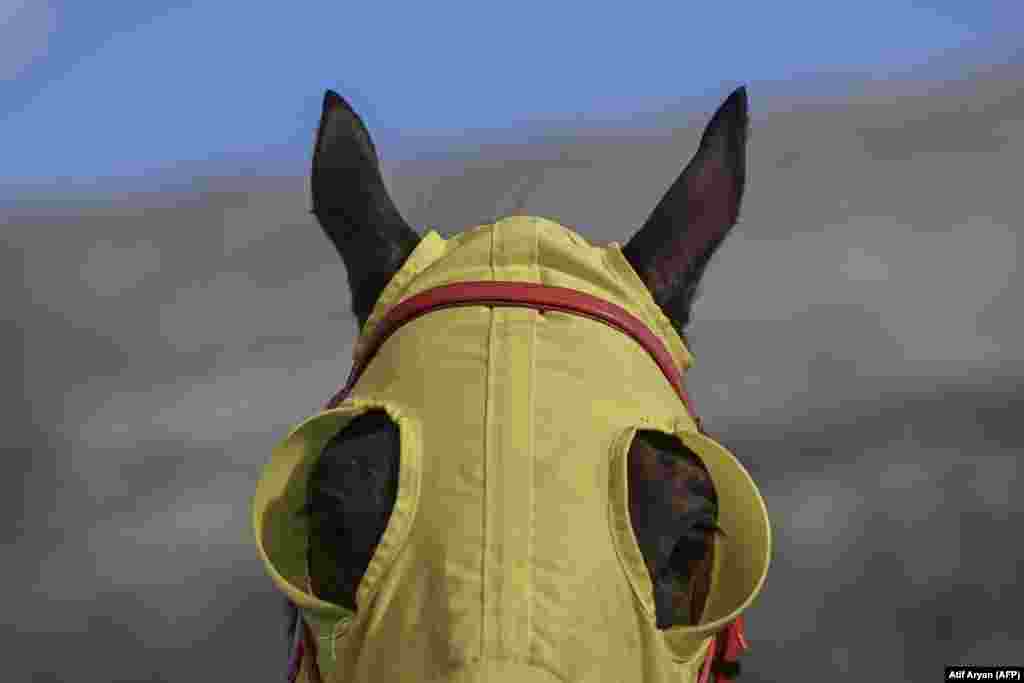 A horse looks on during a traditional horse-racing competition in the Kosovar village of Opoja.&nbsp;