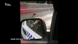 В Сиднее полиция устроила погоню за кенгуру