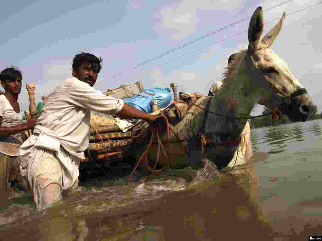 Locals guide their donkey pulling a cart through floodwaters in Pakistan's Muzaffargarh district of Punjab Province on August 22. Floods are threatening to wreak havoc in more areas of south Pakistan in a catastrophe that has made the government more unpopular and may help Islamist militants gain supporters. Photo by Reinhard Krause for Reuters