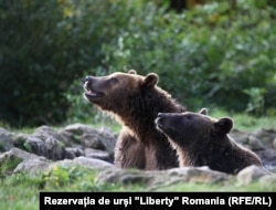 Doi urși din Rezervația de urși ”Libearty”de la Zărnești