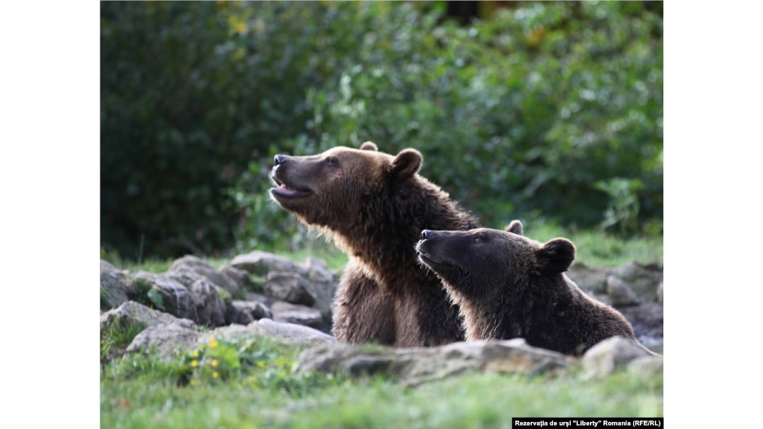 If Hunting Bears Is Illegal In Romania, Why Are Hundreds Killed