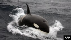 Mamiferul marin denumit „balena ucigașă”