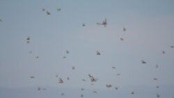Агроном Зиннур Байбулатов cаранча басып алуы турында 
