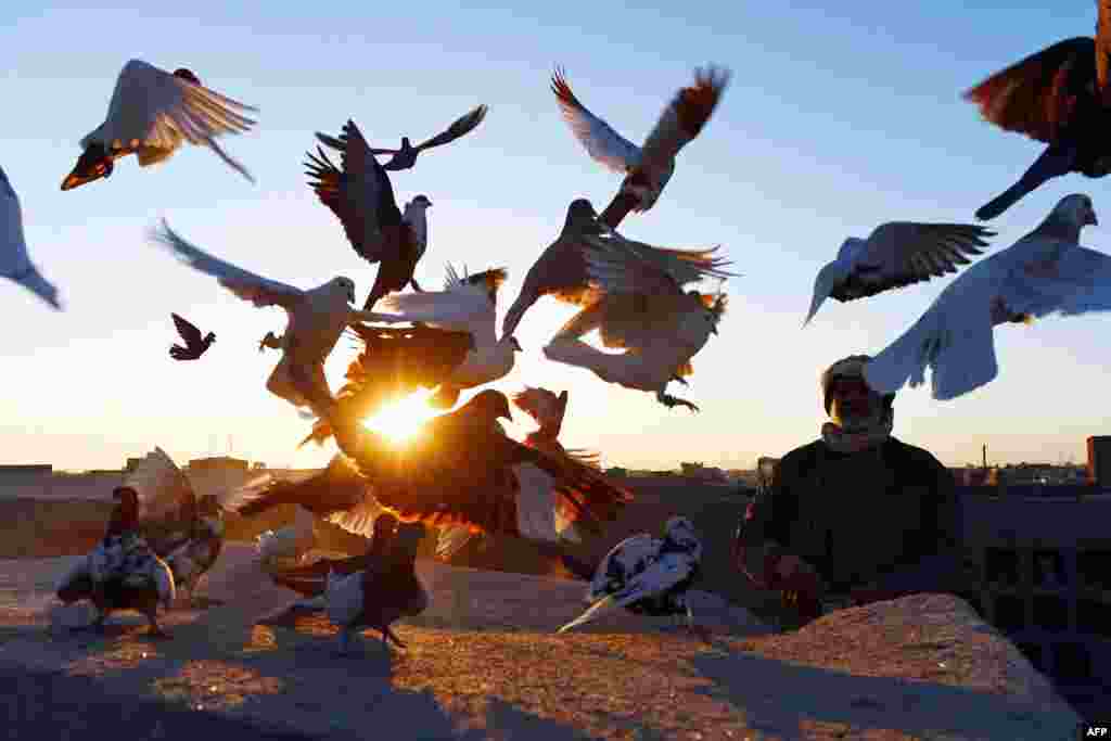 Afghan pigeon fancier Abas Aqa feeds his birds as some take flight on the rooftop of his residence in Herat. (AFP/Aref Karimi)