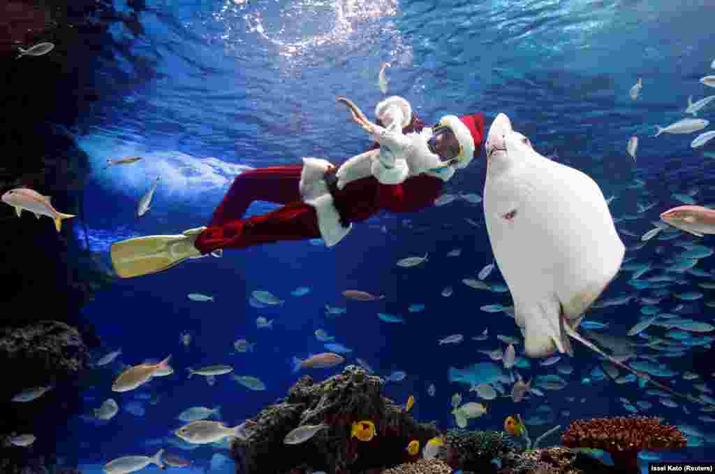 A diver wearing a Santa Claus costume swims in a large fish tank during an underwater performance at the Sunshine Aquarium in Tokyo. (Reuters/Issei Kato)