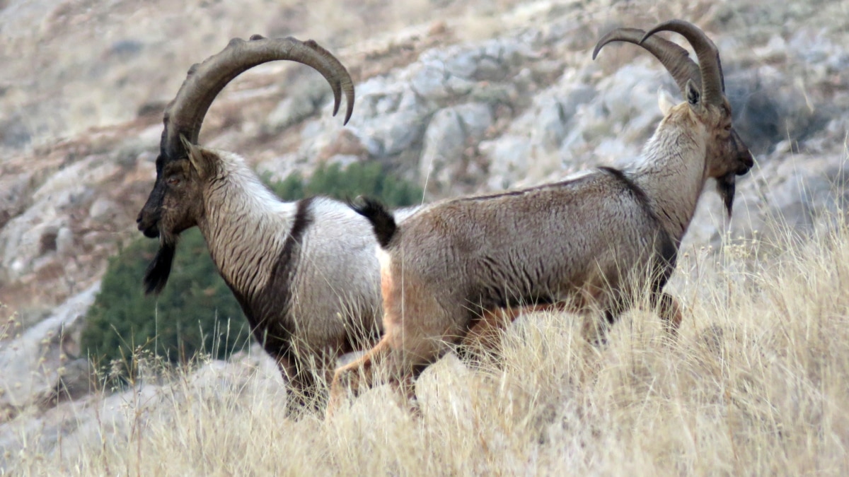 Livestock' Remains From Iran Show Goats Were First Tamed At Least 10,000  Years Ago