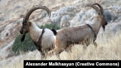 The bezoar ibex is thought to be the common ancestor of all modern domestic goats, and it was the species that the ancient humans in this study "transitioned" to captivity.