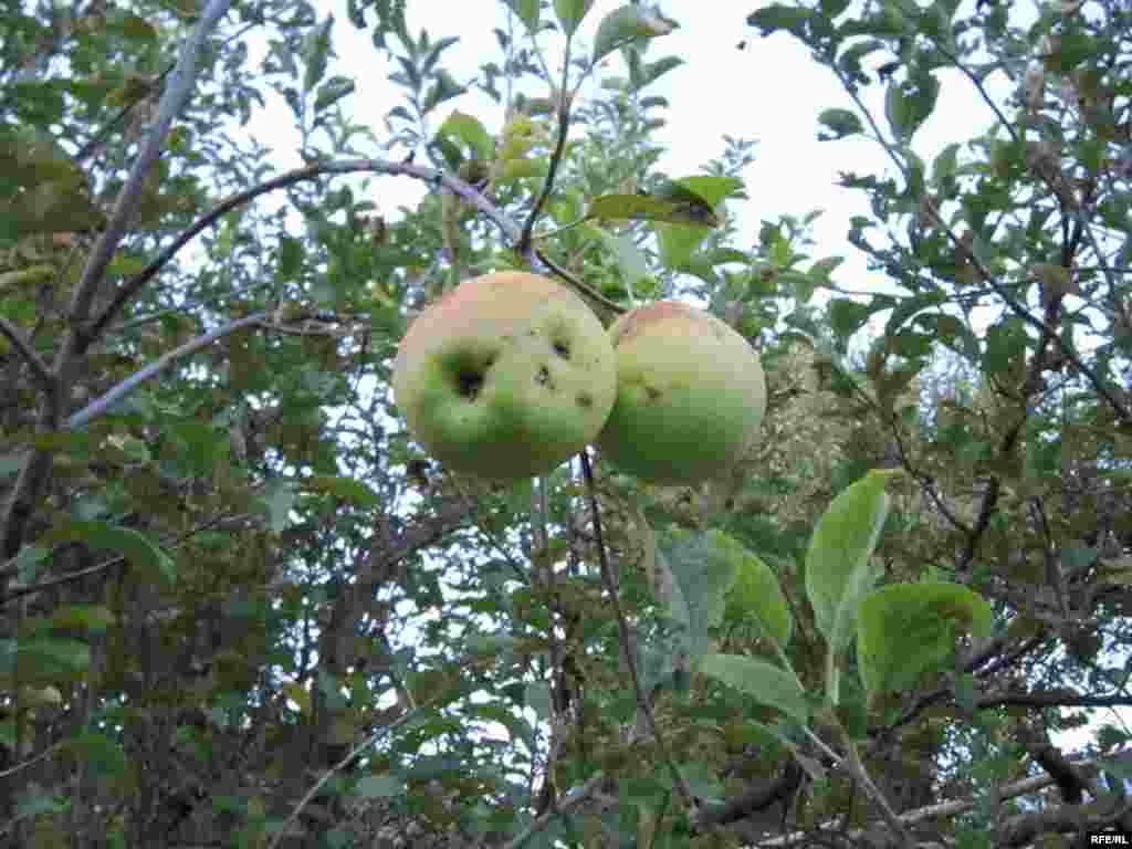 Дастархони мардуми Хатлон #16