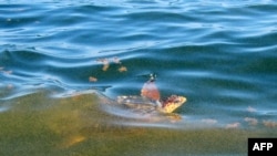 A turtle swims through a massive oil slick about 25 kilometers south of the Louisiana coast.