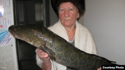 Періштелер емес тобымен порно