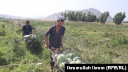د هندواڼو پالیز او بزګران