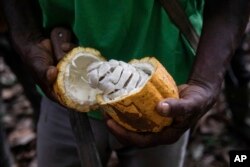 Një fermer duke e hapur lëvozhgën e kakaos në Divo, Bregun e Fildishtë. Nëntor, 2023.
