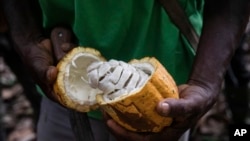 Фермер в Кот Д"Ивоар отваря какаов плод.