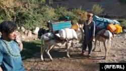 صدها خانواده در ولسوالی گیزاب ولایت دایکندی ازسوی افراد وابسته به طالبان به اجبار کوچ داده شده اند