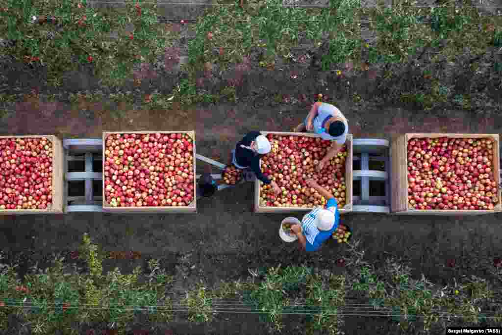 Workers harvest apples in a farming enterprise in Crimea&#39;s Krasnogvardeisky district. (TASS/Sergei Malgavko)